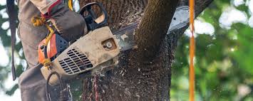 Professional Tree Removal in Aledo, TX