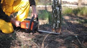 Best Lawn Disease Treatment  in Aledo, TX