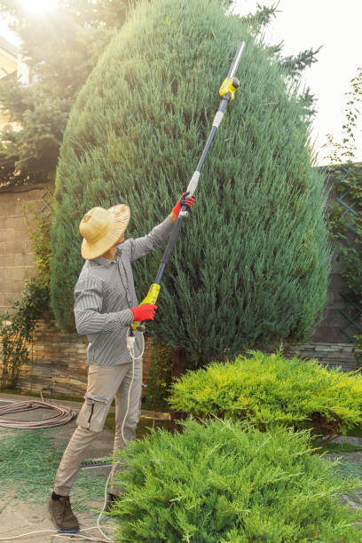 Best Tree and Shrub Care  in Aledo, TX