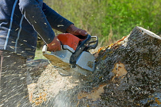 Best Arborist Consultation Services  in Aledo, TX